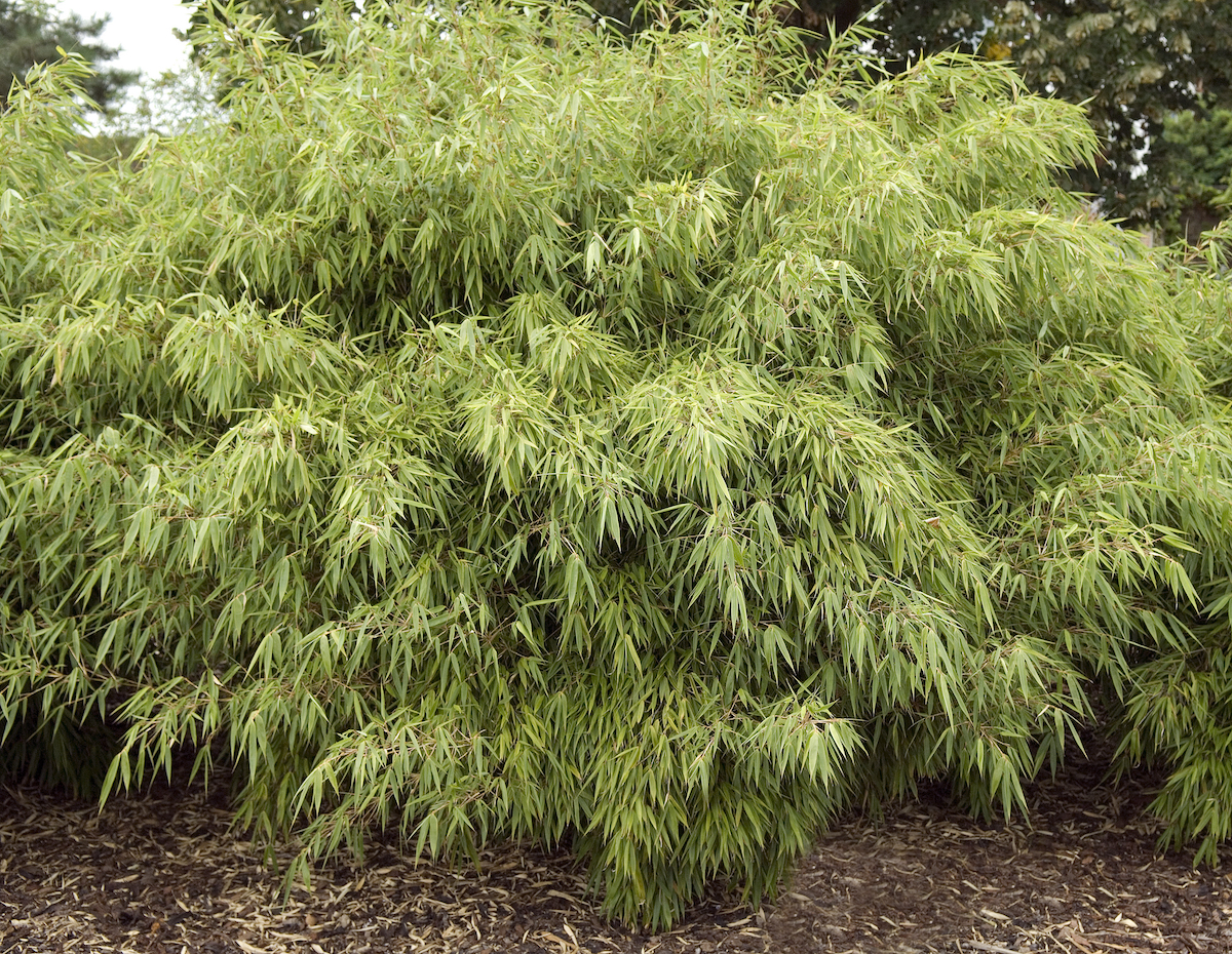 Wie pflanzen Sie den nichtwuchernden Bambus der Sorte Fargesia an?
