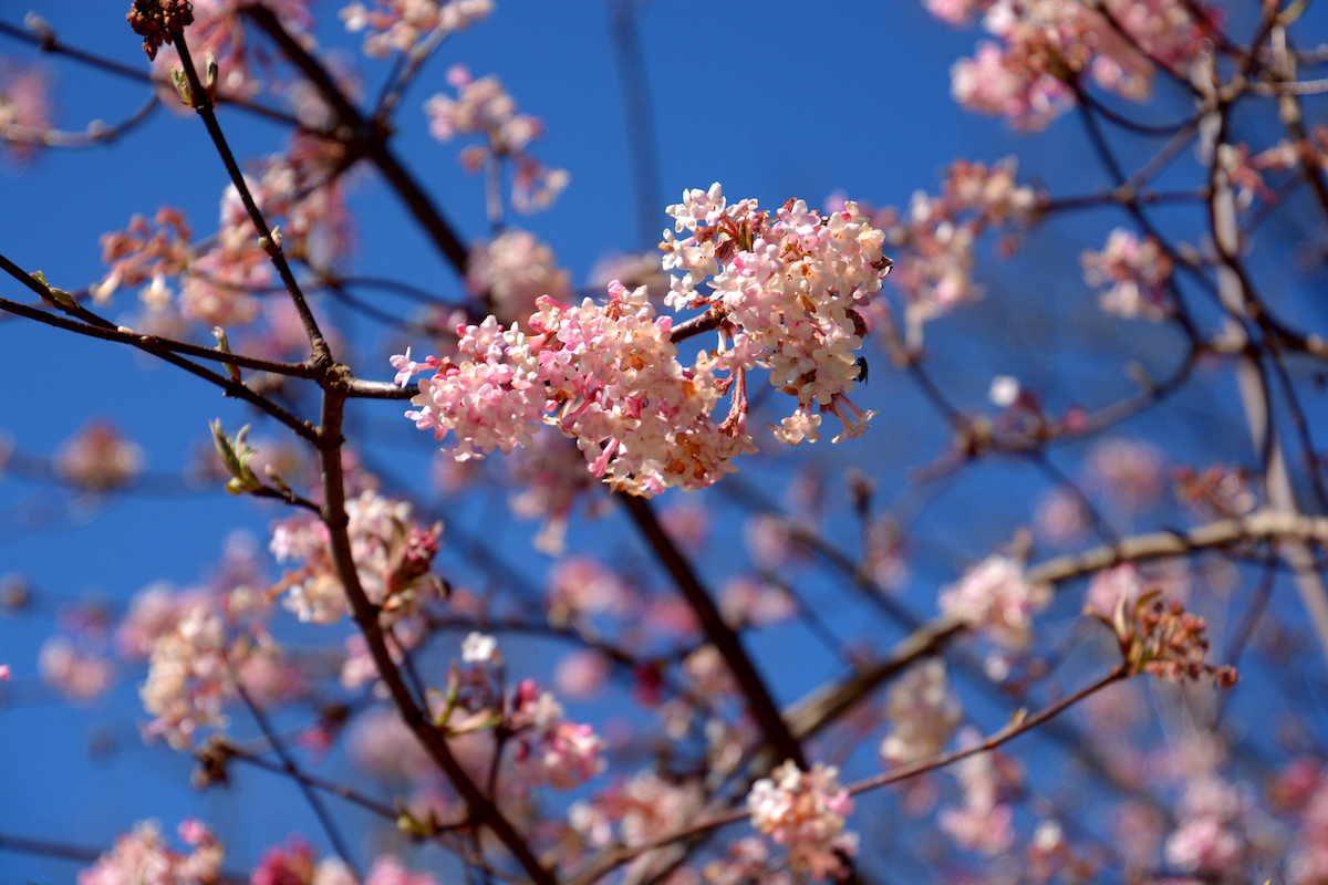 Viburnum Bodnantense: roze accenten in de tuin tijdens de winter