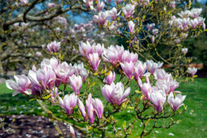Bloem van de Magnolia soulangeana
