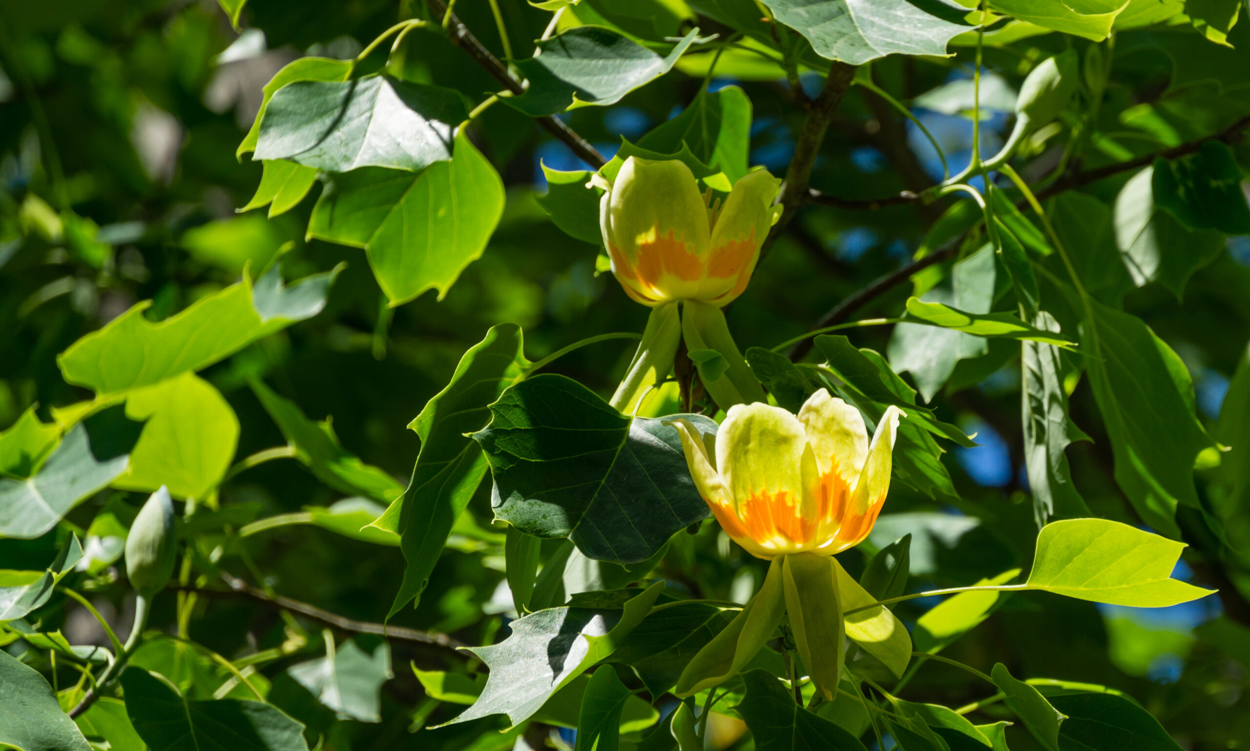 Frühjahrspflanze im Rampenlicht: Der Tulpenbaum