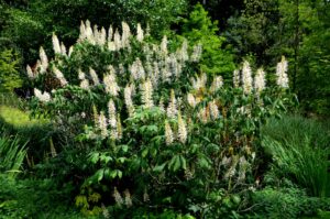 Buitenplanten: Aesculus parviflora
